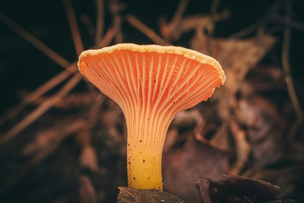 Chanterelle Stem