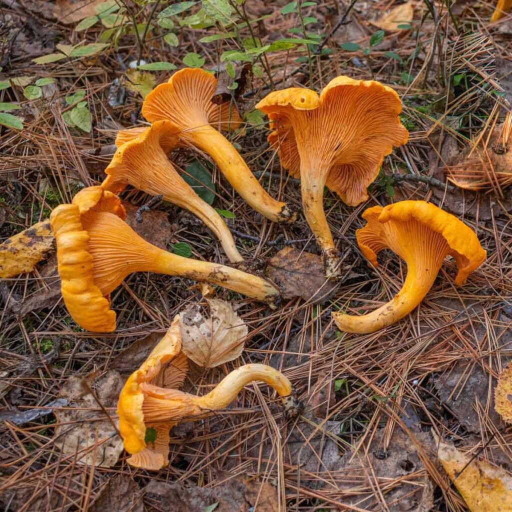 Chanterelle Gills