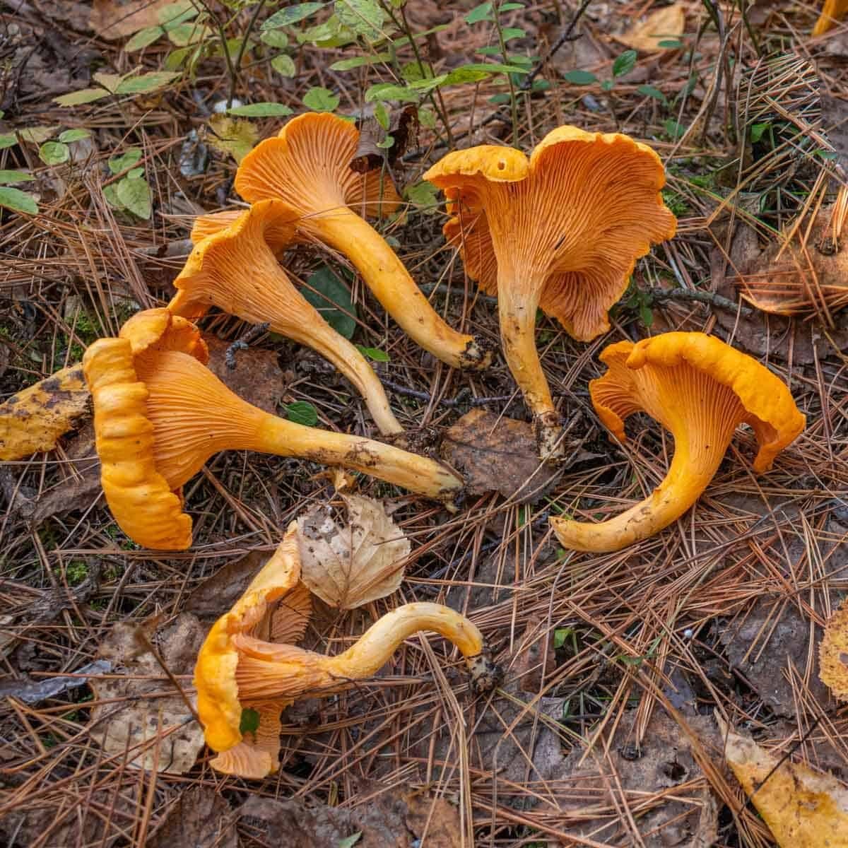 Chanterelle chanterelle 2