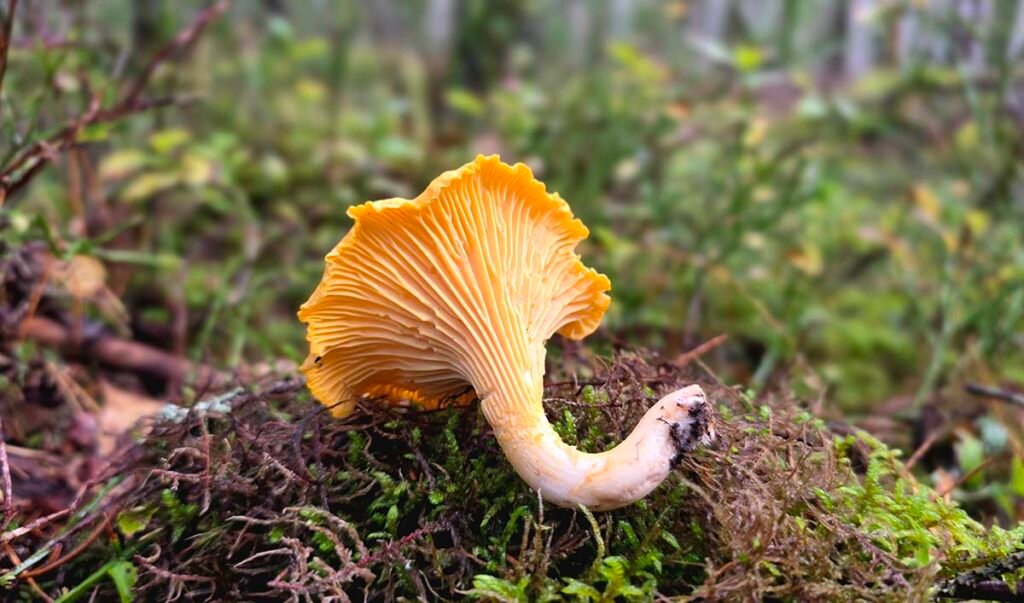 Chanterelle Cap