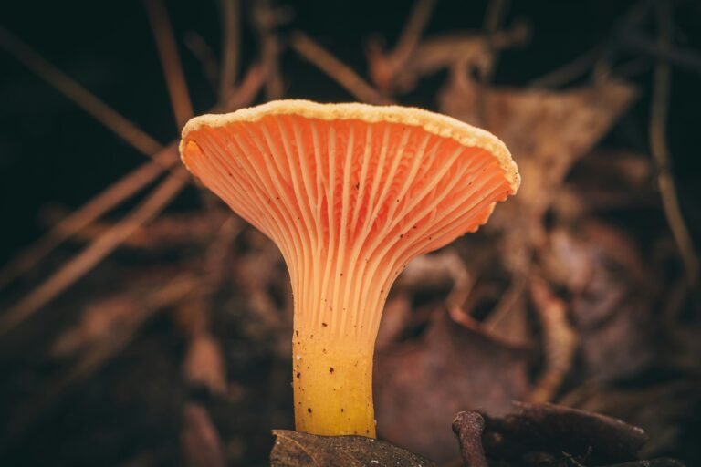 Foraging Guide Side view of a chanterelle