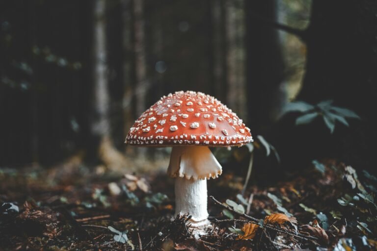 Foraging Guide amanita muscaria