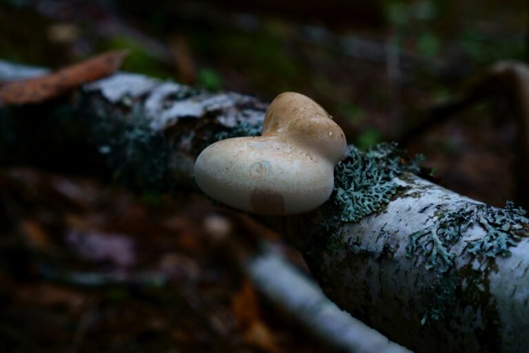 Foraging Guide birch polypore