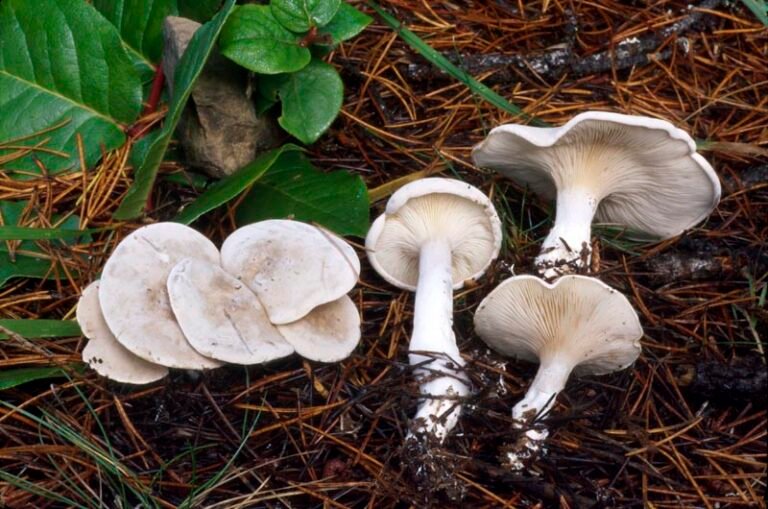Foraging Guide the miller