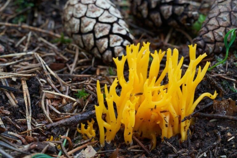 Foraging Guide yellow staghorn