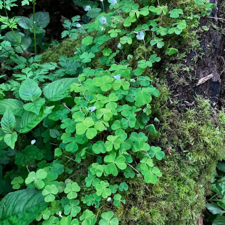 Foraging Guide Wood Sorrel