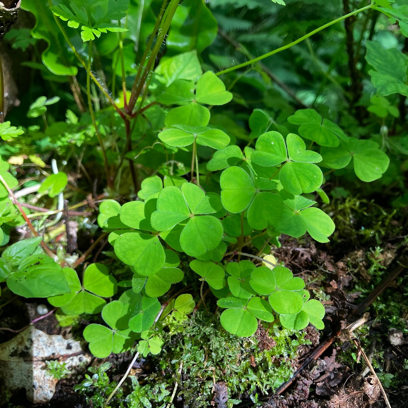 Wood Sorrel img 0825.jpg