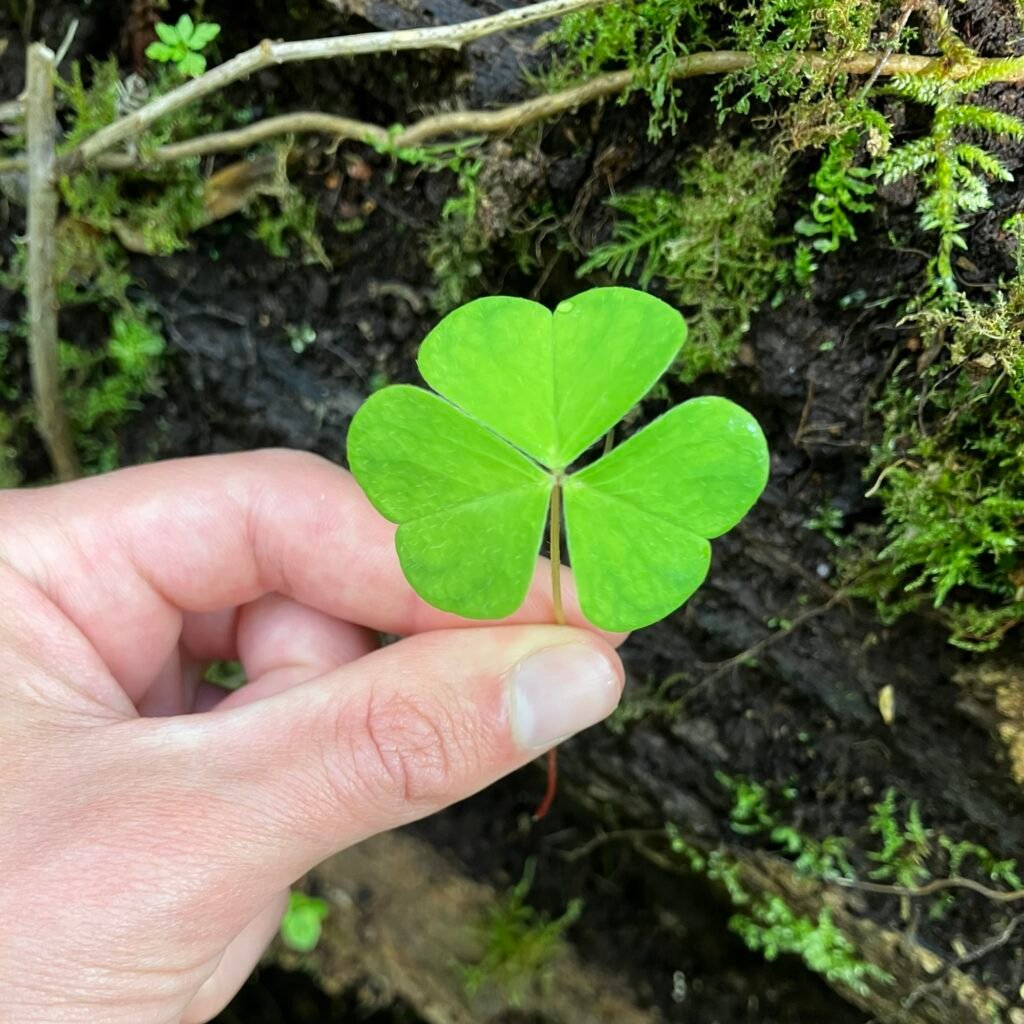 Wood Sorrel Leaves