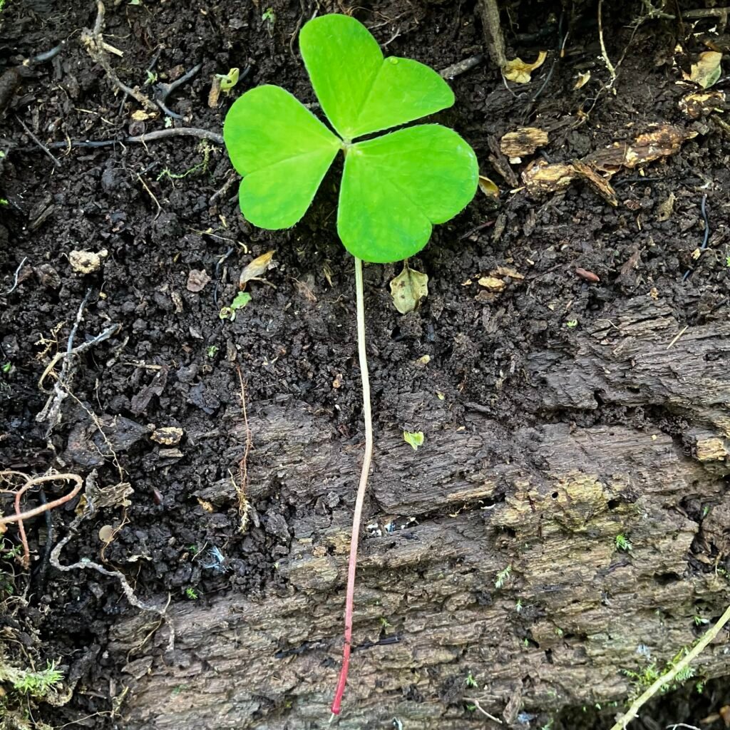 Wood Sorrel Stem