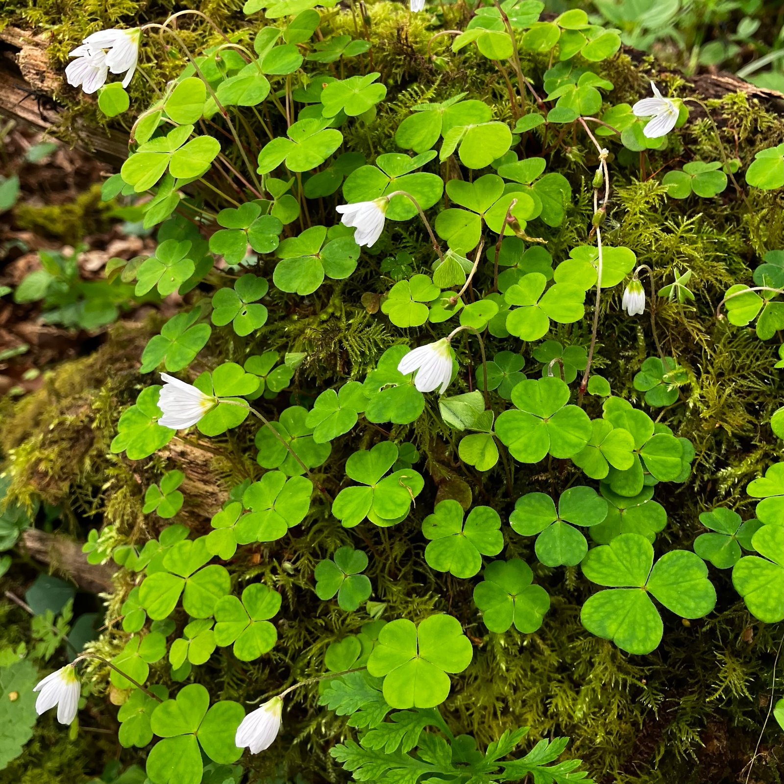 Wood Sorrel img 0828.jpg