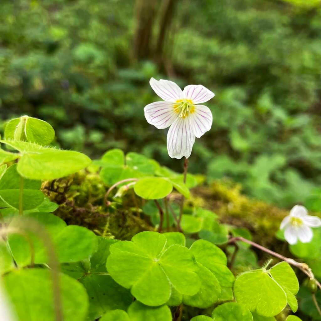 Wood Sorrel Flowers