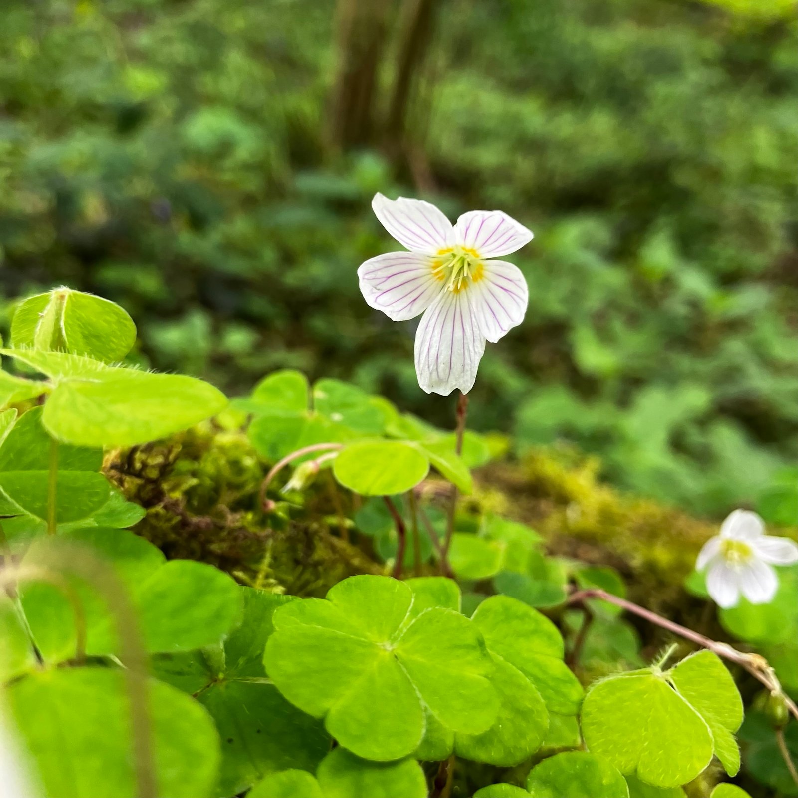 Wood Sorrel img 0829.jpg