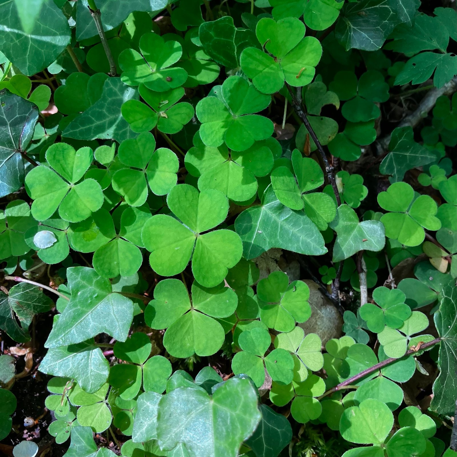 Wood Sorrel img 0832.jpg