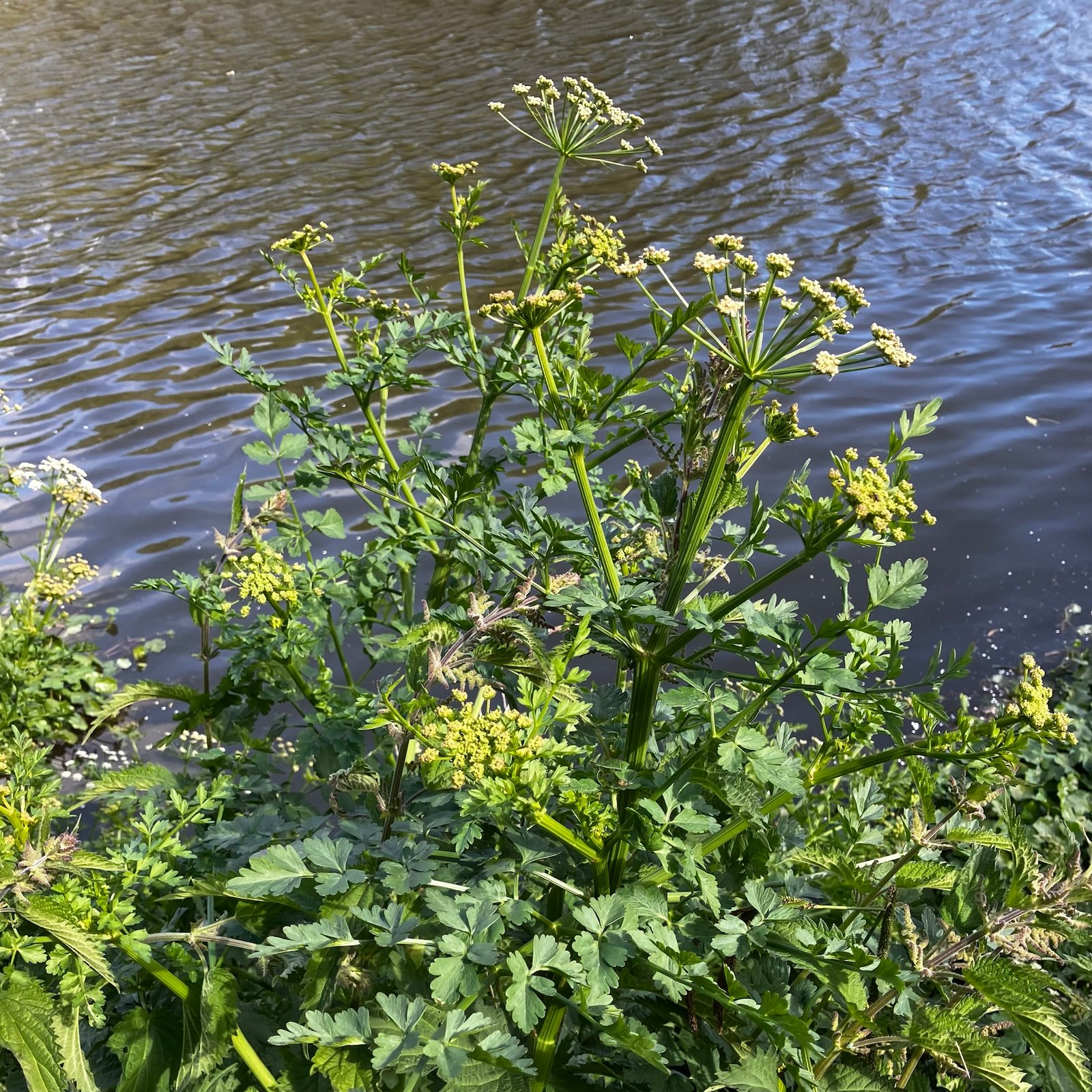 Hemlock Water-Dropwort img 0865.jpg