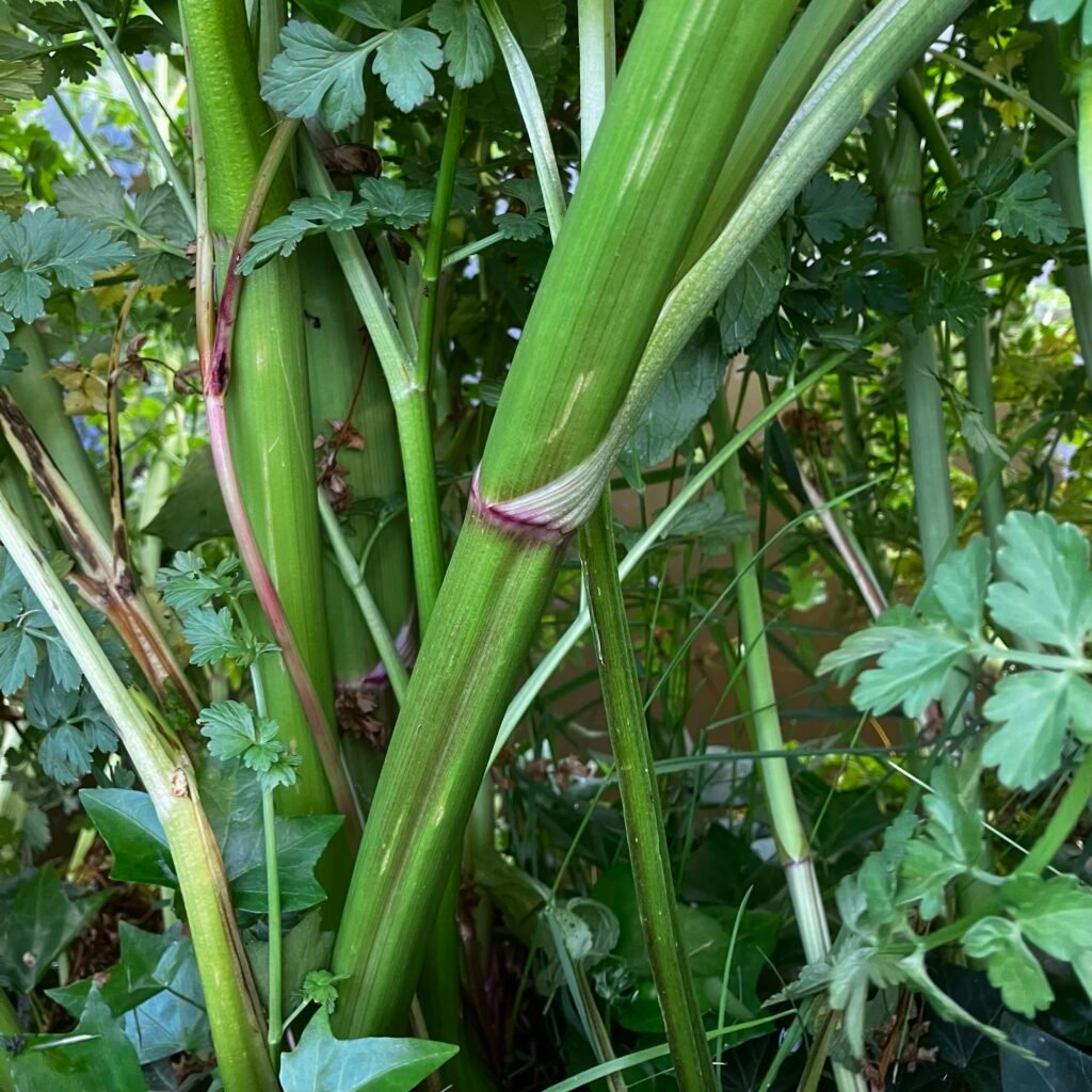Hemlock Water-Dropwort Stem