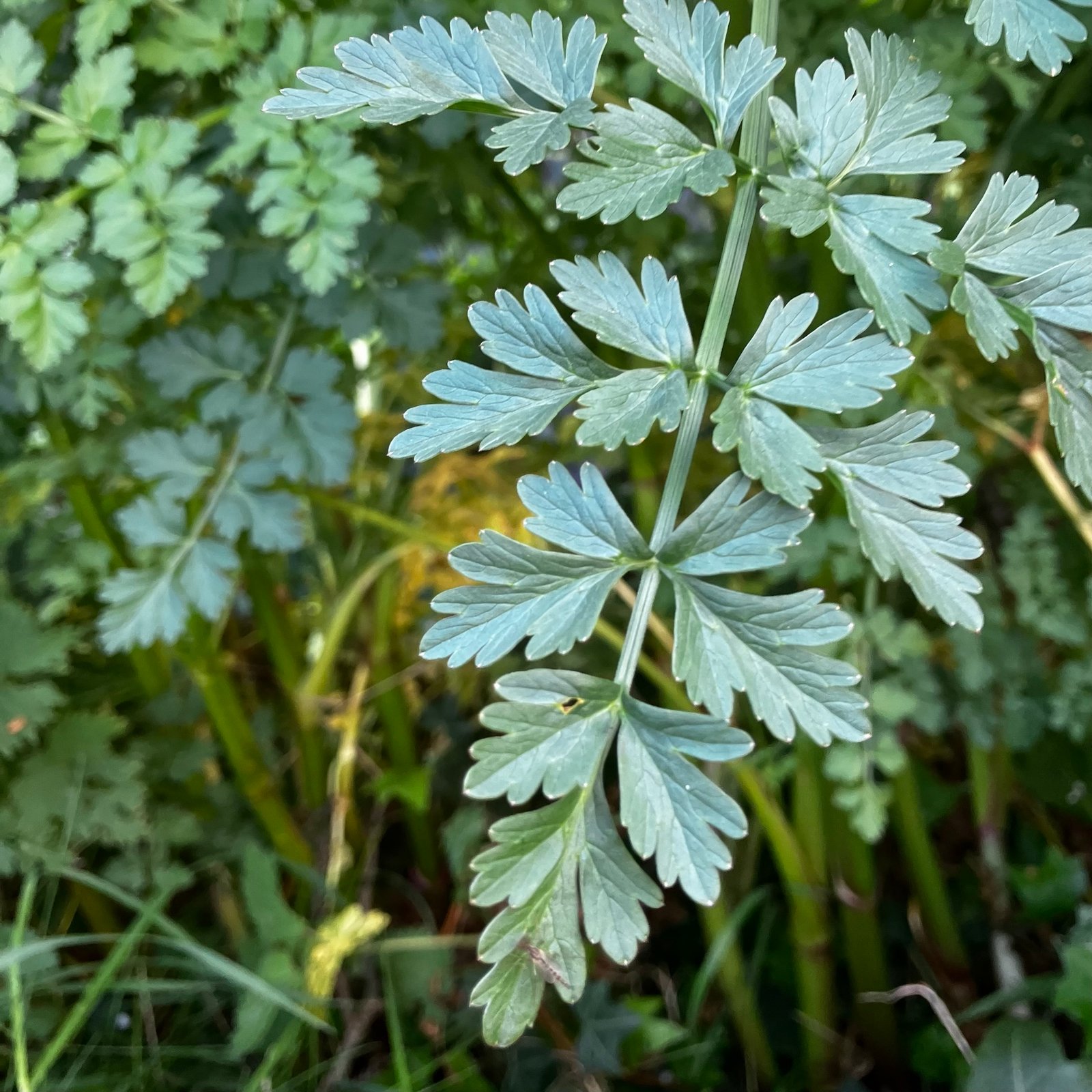 Hemlock Water-Dropwort img 0868.jpg