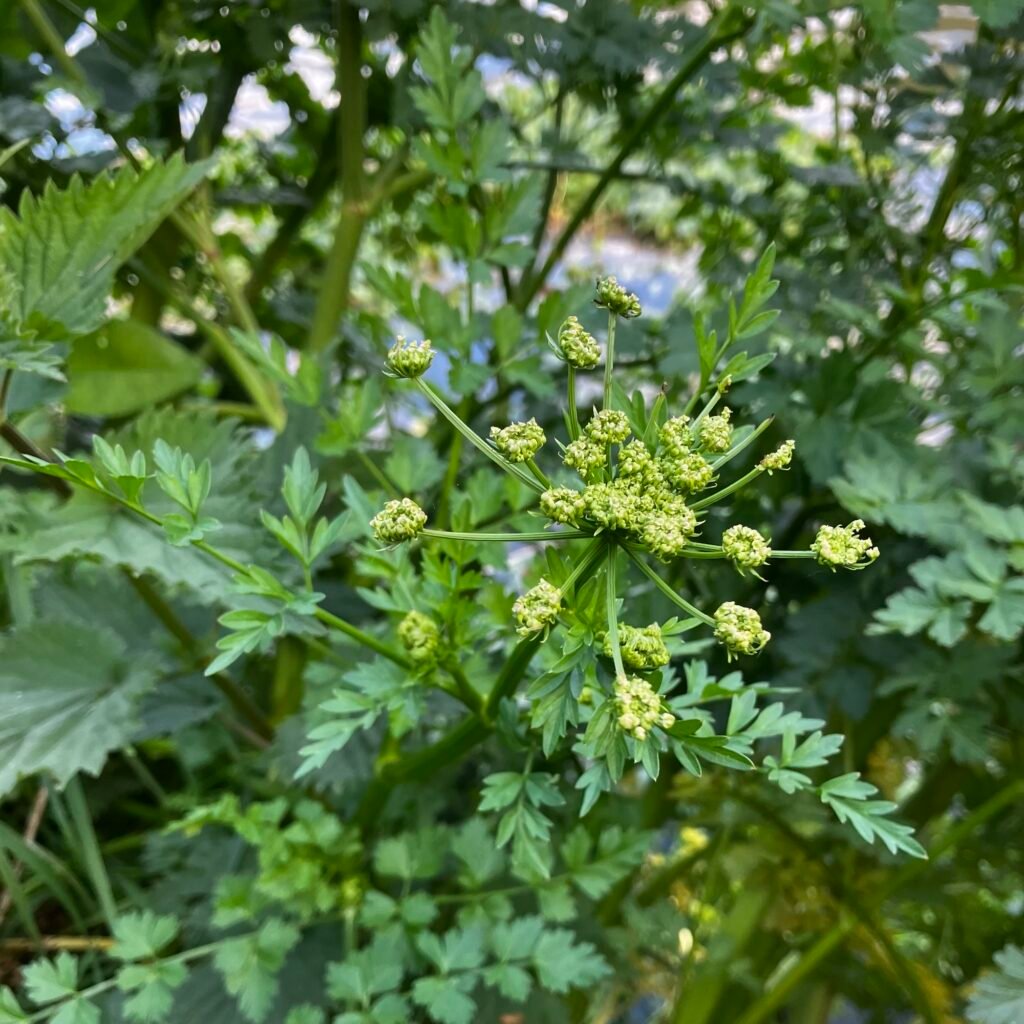Hemlock Water-Dropwort Flowers
