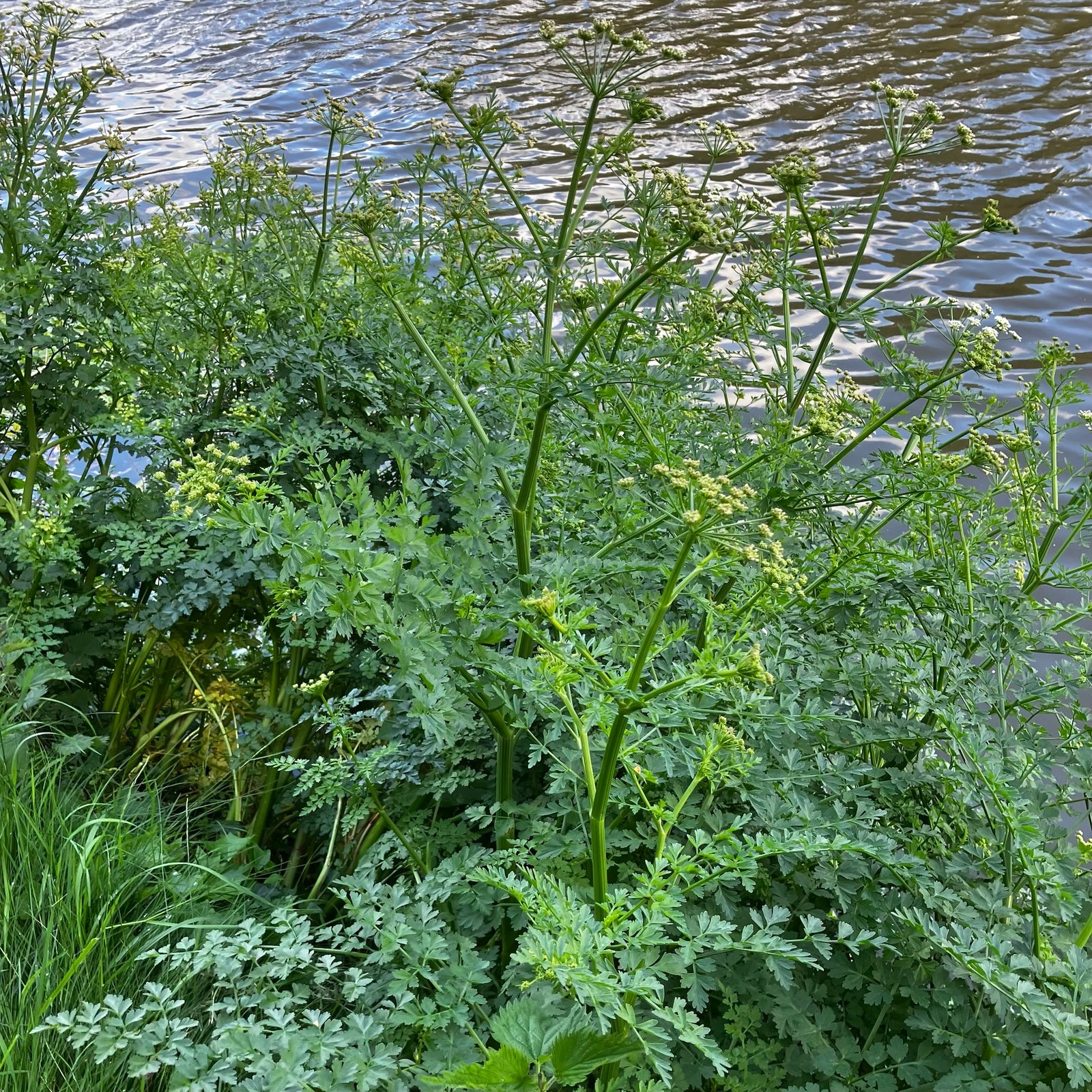 Hemlock Water-Dropwort img 0870.jpg