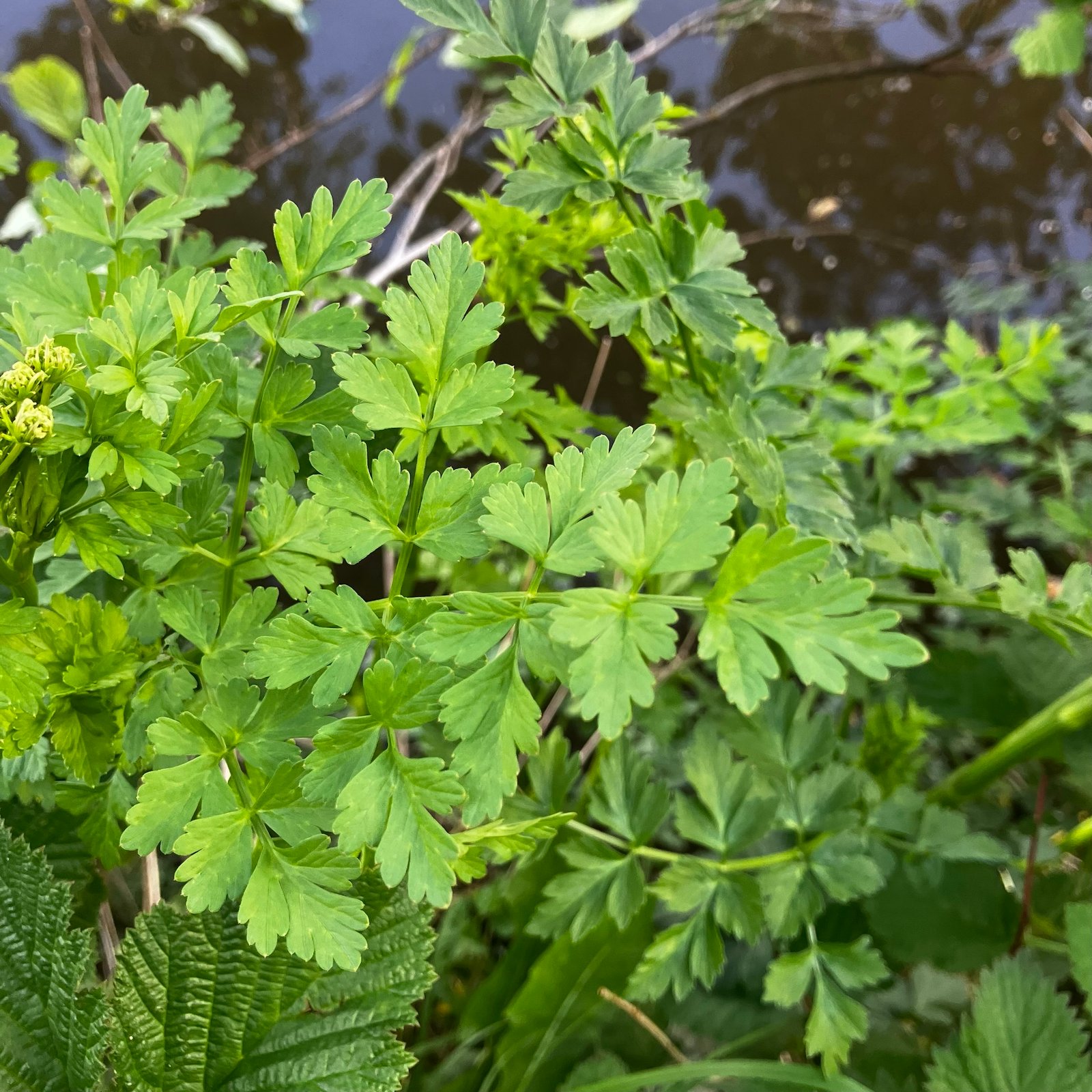 Hemlock Water-Dropwort img 0872.jpg