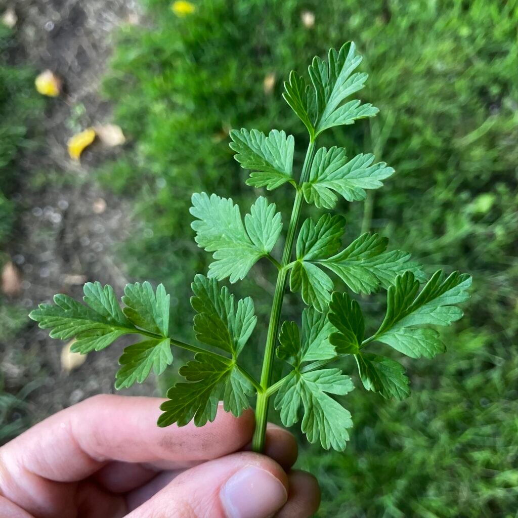 Hemlock Water-Dropwort Leaves